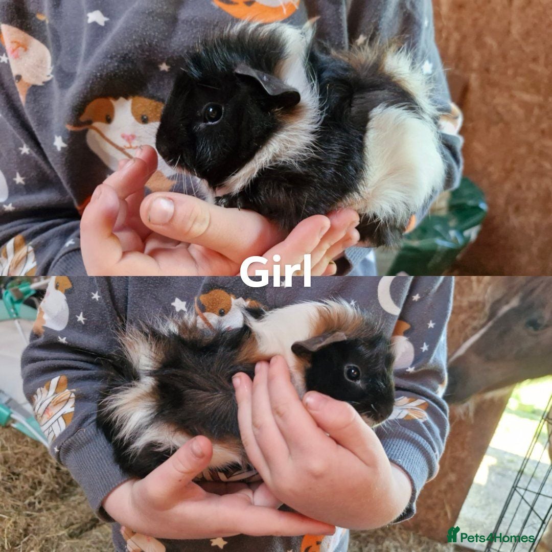 Guinea Pig rodents Male & Female baby guinea pigs - Born 4/6/26 - Advert 2