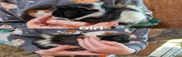 Guinea Pig rodents for sale: Male & Female baby guinea pigs - Born 4/6/26 in Carnforth - Advert 2