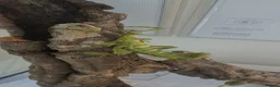 Stick Insects invertebrates for sale: *BARGAIN PRICE* Macleays spiny stick insects - Advert 4