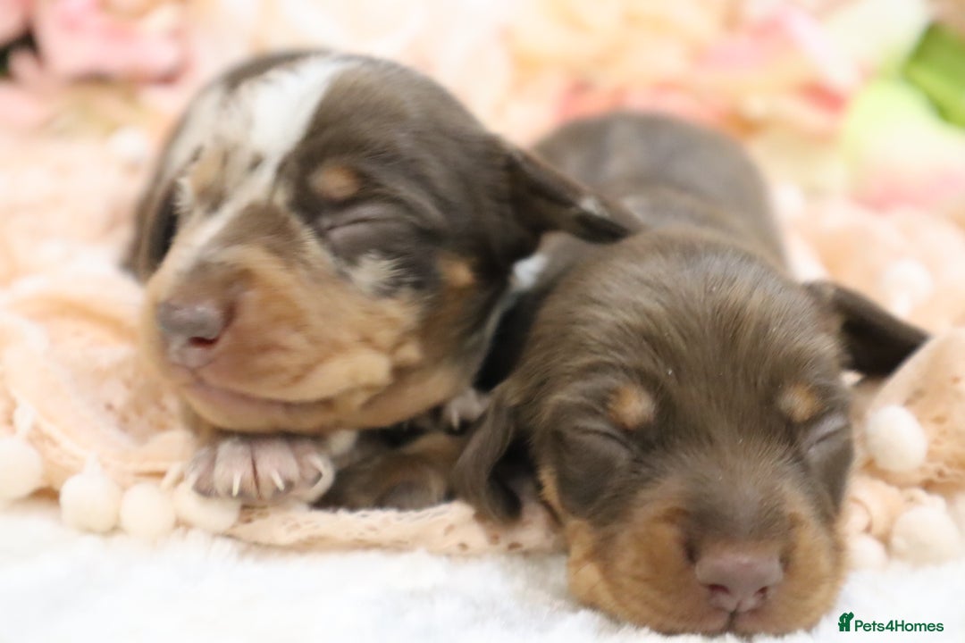 Miniature Dachshund dogs for sale: KC Miniature Dachshund Puppies - Image 10