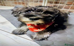 Miniature Schnauzer dogs for sale: Forever Homes Wanted: 2 Schnauzer Boys 🐶 - Image 13