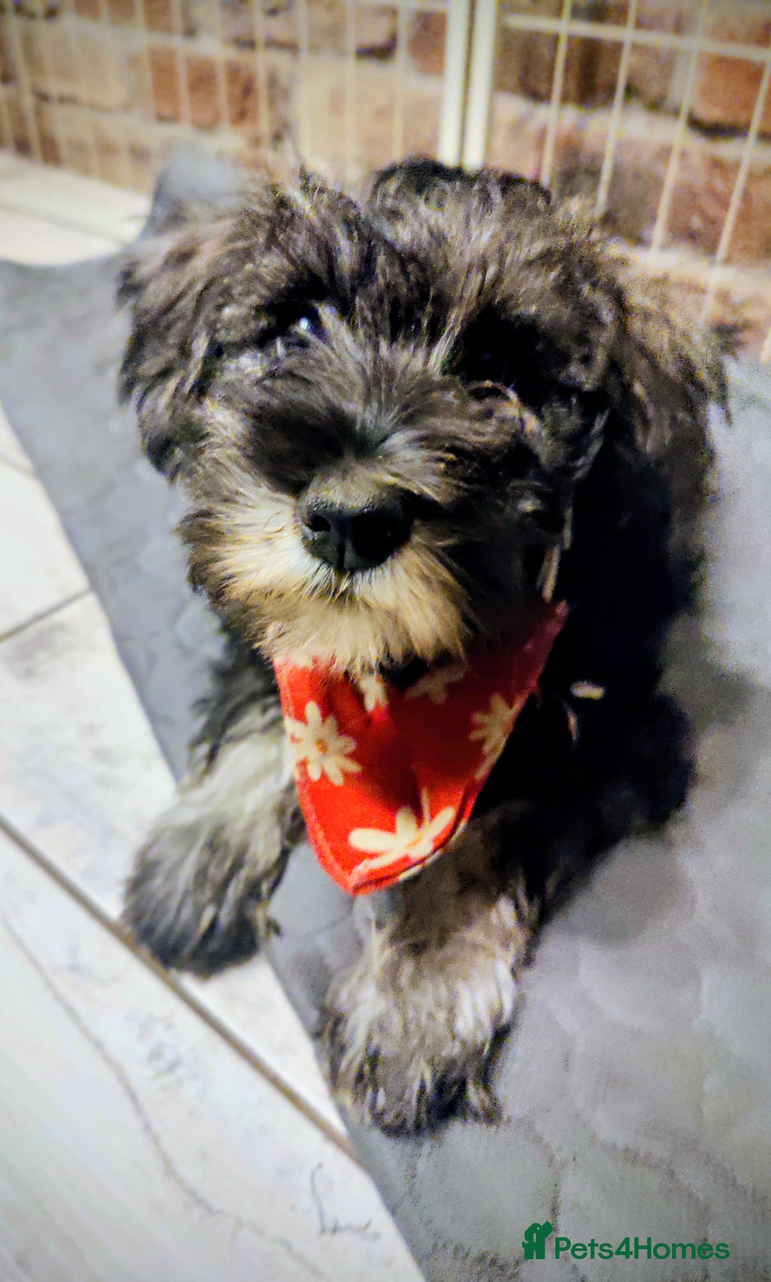 Miniature Schnauzer dogs for sale: Forever Homes Wanted: 2 Schnauzer Boys 🐶 - Image 13