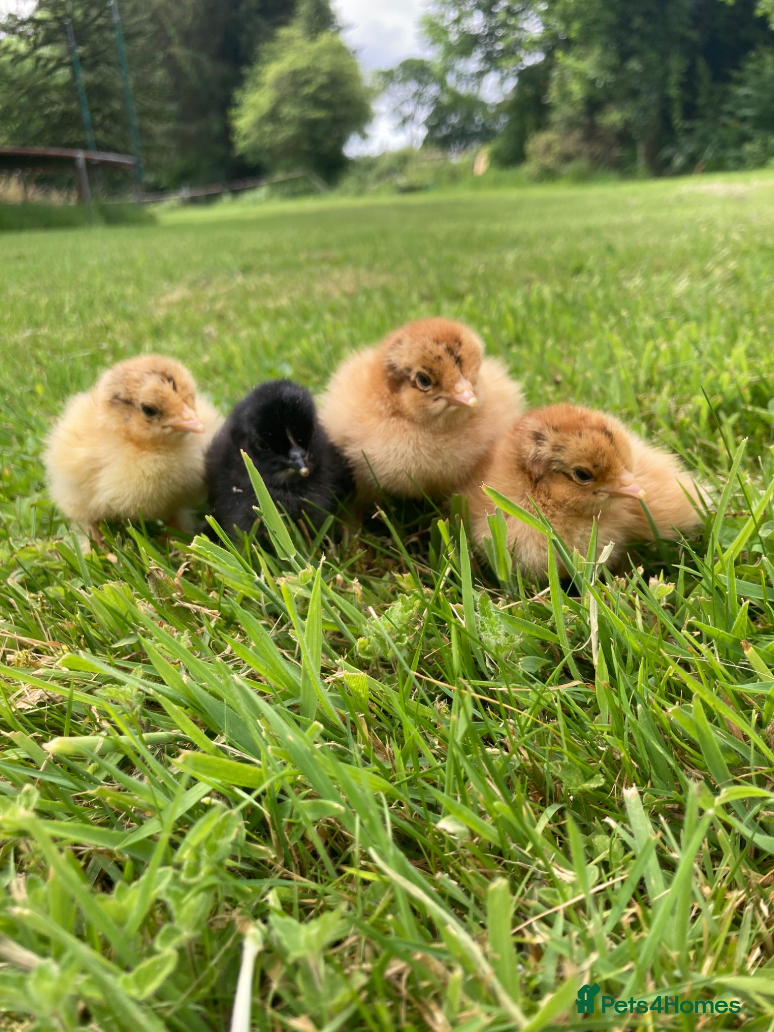 Chickens poultry for sale: 4 pekin/ pekin cross chicks available  in Chard - Advert 4