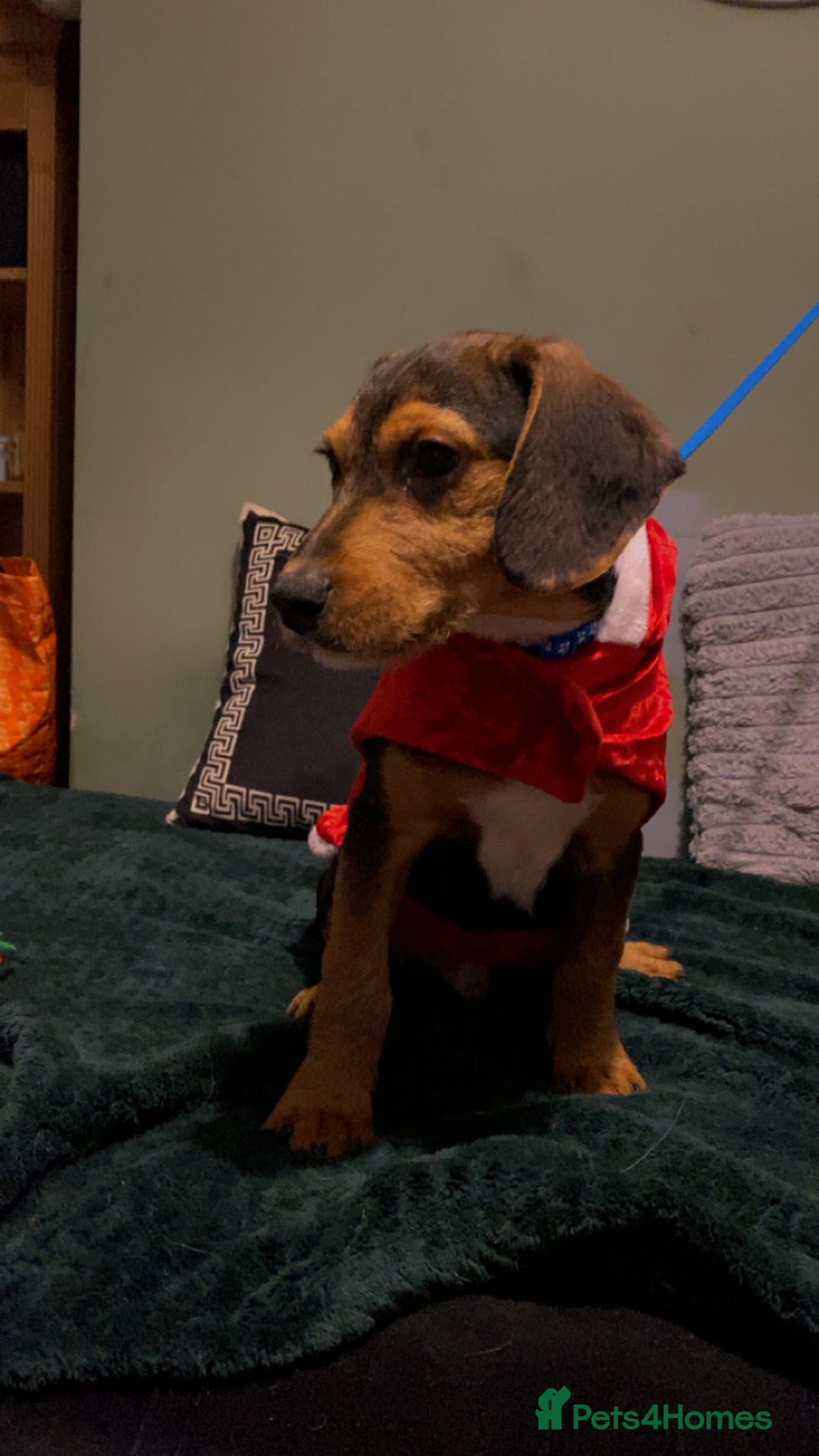 Bocker dogs for sale: Cocker spaniel x beagle pup  - Advert 5