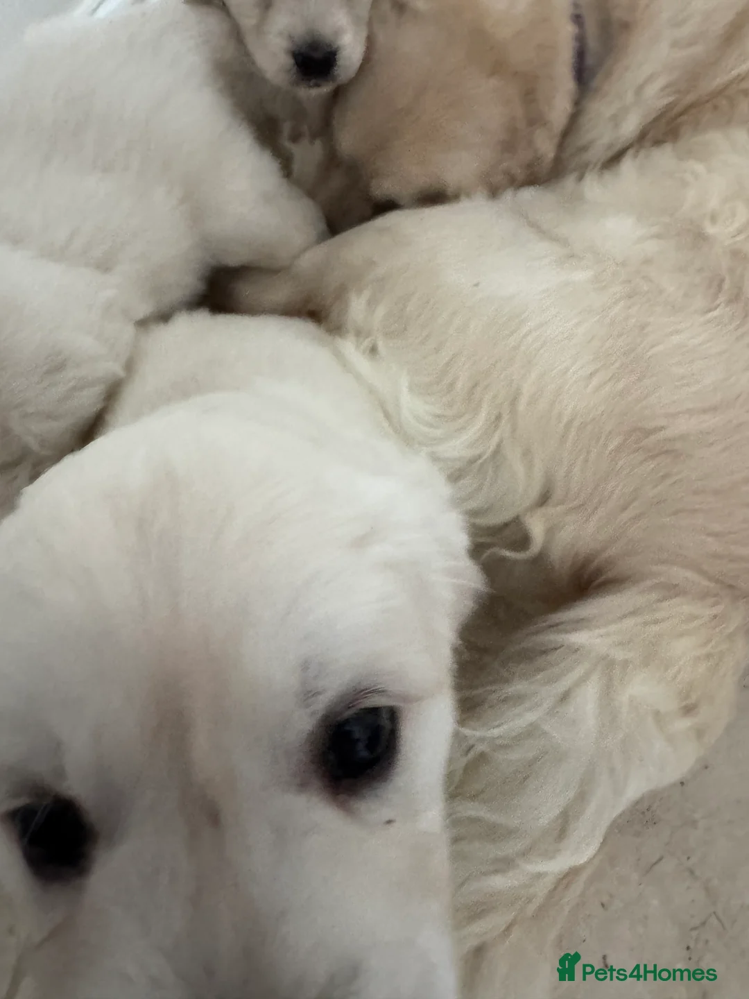 Golden Retriever dogs for sale: Goldern Retrevier Puppy’s  in Rotherham - Advert 9
