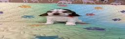 Cocker Spaniel dogs for sale: Kc registered Show cockers Ready Now - Advert 11