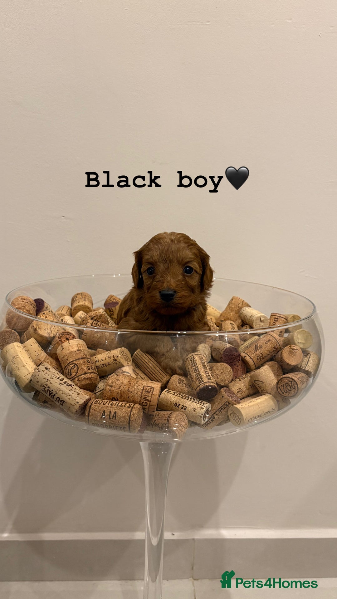 Cockapoo dogs for sale: Beautiful fox red cockapoo puppies - Advert 8
