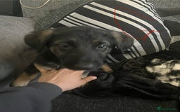Mixed Breed dogs for sale: Pups for sale in Skelmersdale - Image 9