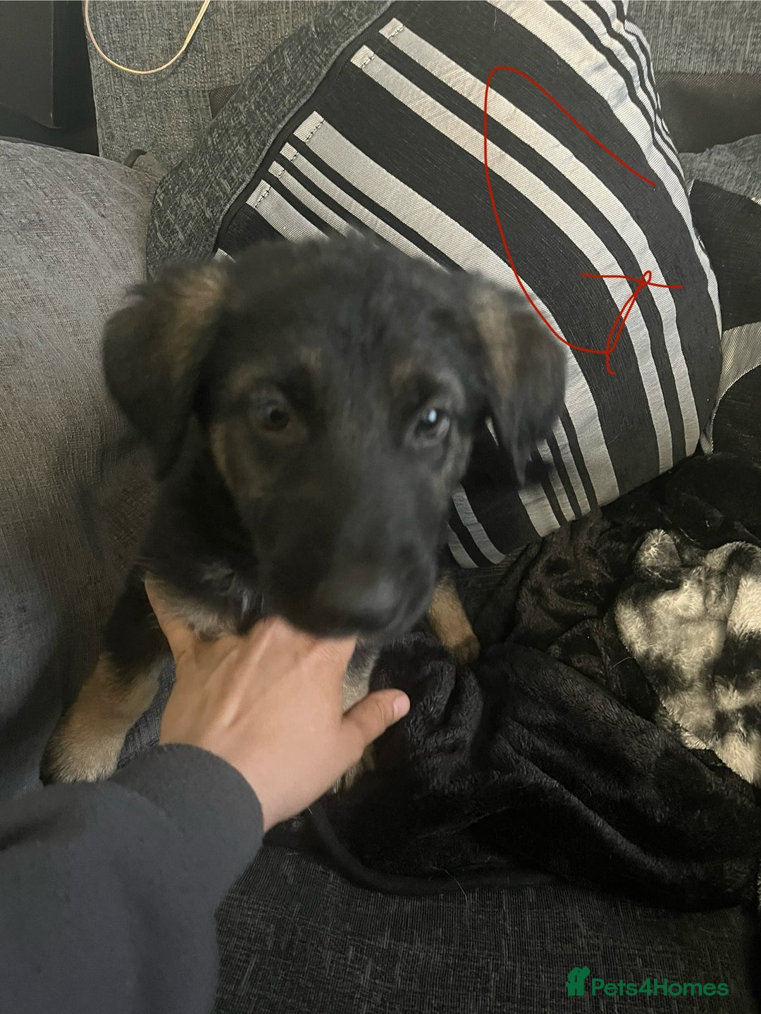 Mixed Breed dogs for sale: Pups for sale in Skelmersdale - Image 9