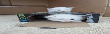 Pablo