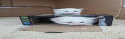 Ragdoll cats for sale: Adorable Ragdoll Kittens for Sale - Advert 4