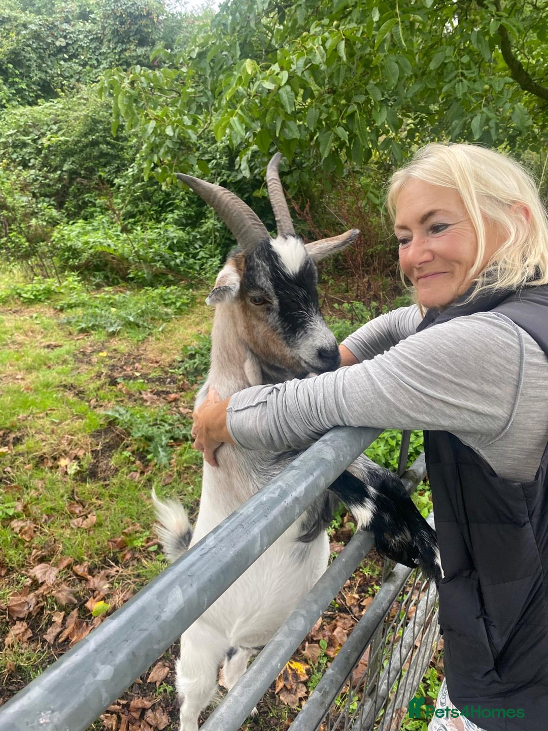 Goats livestock for sale: 3 brother hand reared Pygmy goats, neutered  - Image 6