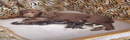 Cocker Spaniel dogs for sale: Yuuikkkf - Advert 1