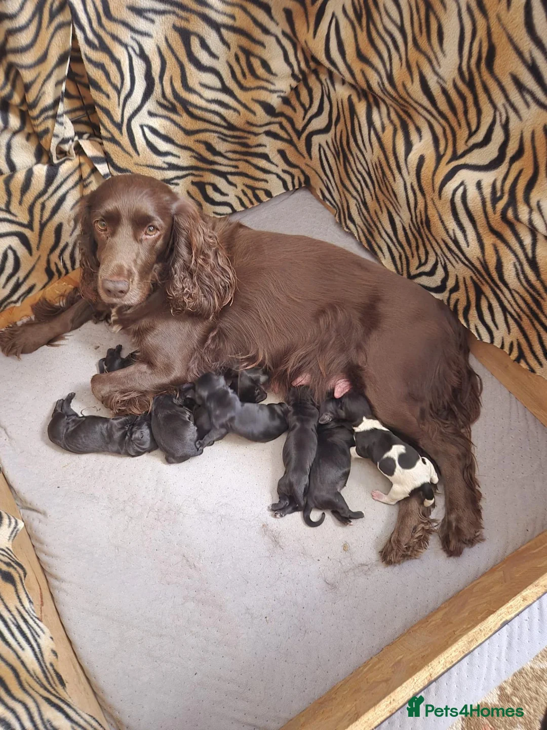 Cocker Spaniel dogs for sale: Yuuikkkf - Advert 1