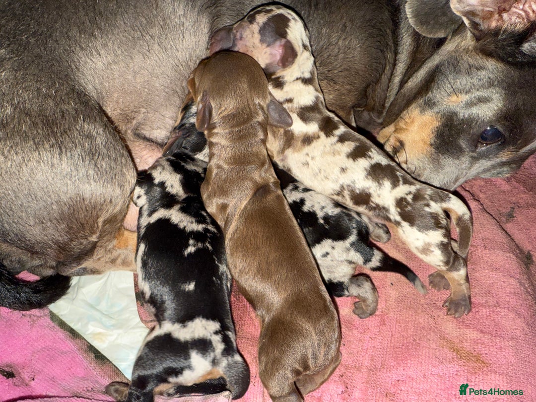 Miniature Dachshund dogs for sale: KC- Small Smooth Min Dachshund £1800  - Advert 2