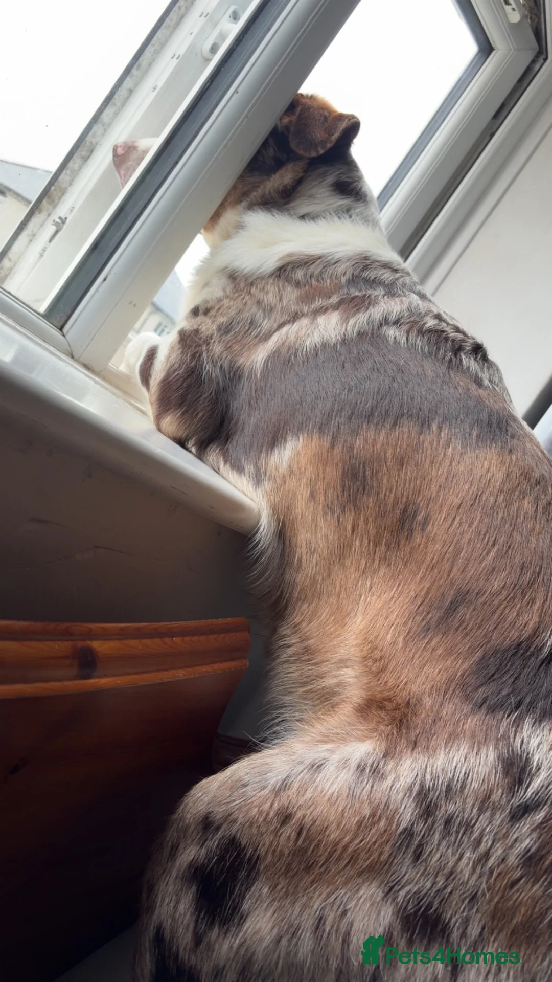 Borador dogs for sale: Male Border Collie X Labrador  - Advert 2