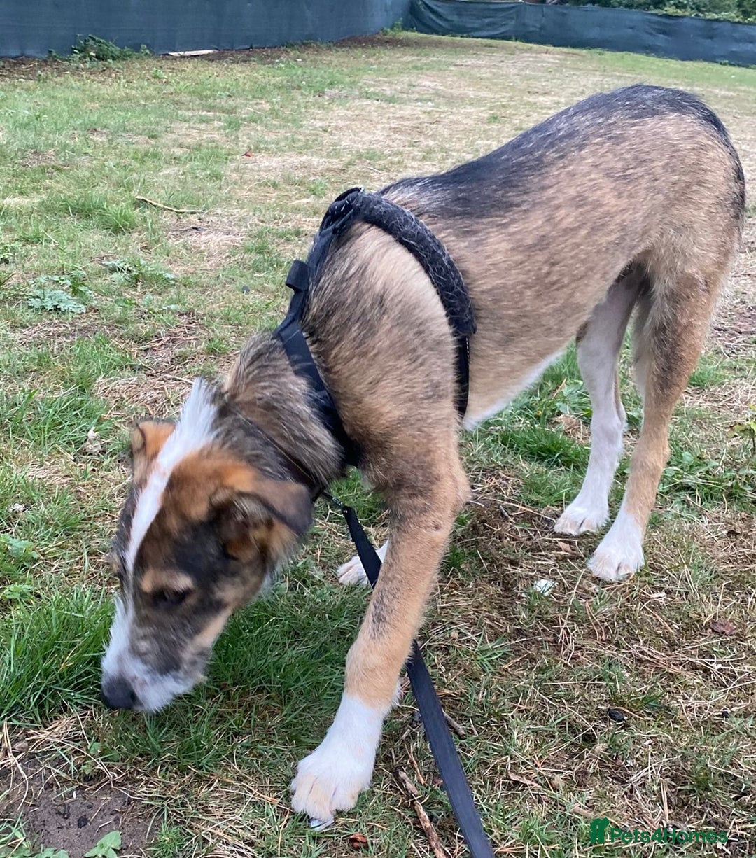 Mixed Breed dogs for adoption: Meet DAVE - a Lovely young boy, for a Loving Home - Image 4