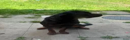 Rottweiler dogs for sale: German Boxed Head Rottweiler Male 1year + - Advert 3
