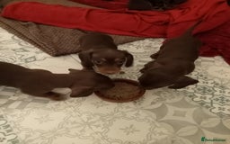 Miniature Dachshund dogs for sale: Miniature dachshund  for sale  - Advert 3