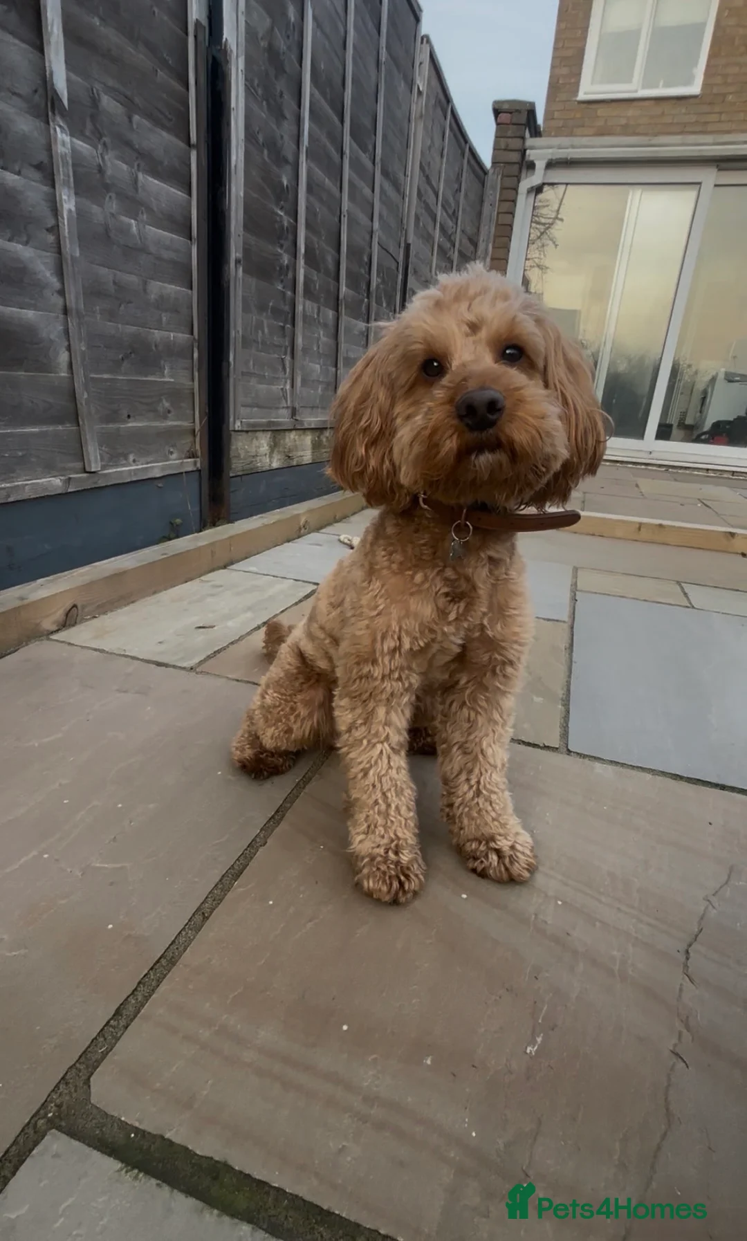 Cockapoo dogs for stud: PROVEN STUD - Red/Apricot F1B cockapoo in Bristol - Advert 5