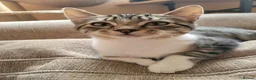 Domestic Shorthair cats for adoption: Mermaid - Advert 1