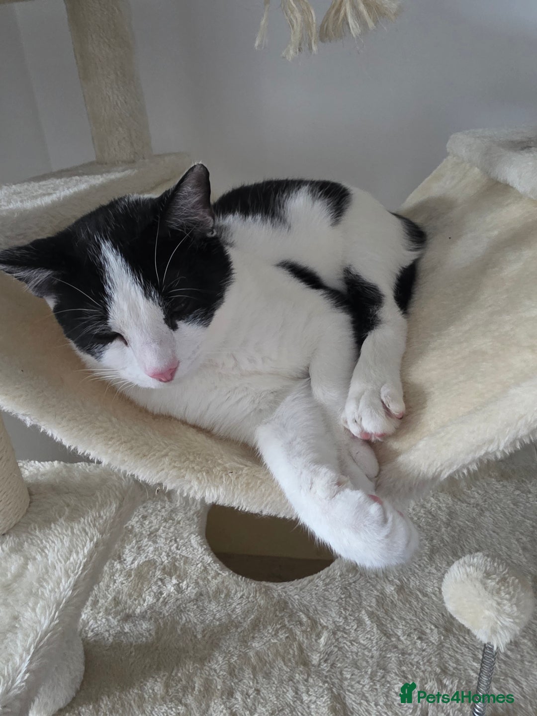 Mixed Breed cats for sale: Smudge looking for family home  - Advert 5
