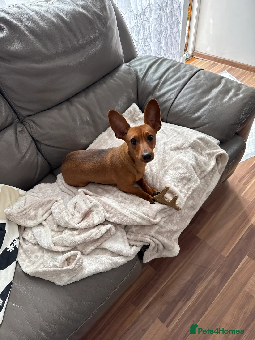 Mixed Breed dogs for sale: I am Frankie, I am 8 months old  - Advert 1