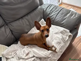 Mixed Breed dogs I am Frankie, I am 8 months old - Advert 1