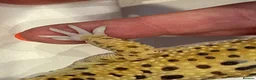 Leopard Gecko reptiles for sale: Leopard Gecko with Complete Vivarium & Accessories - Advert 6