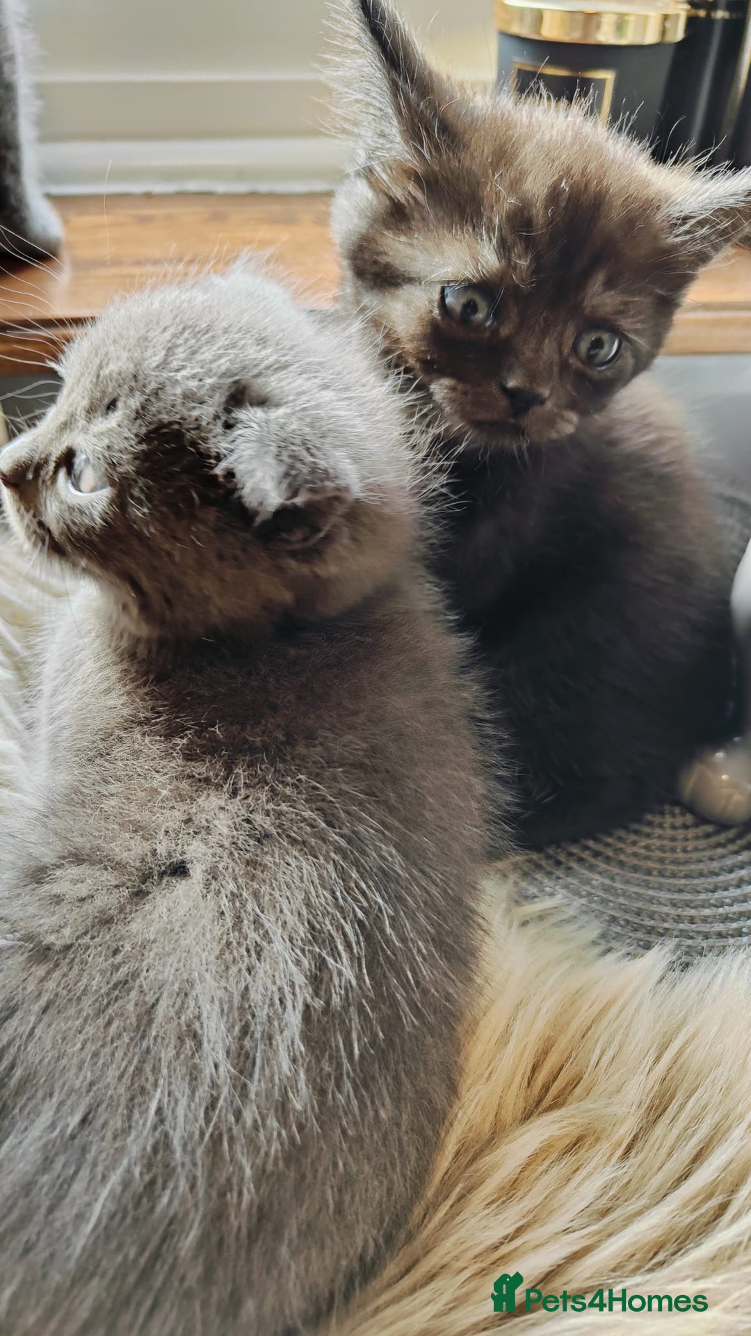 British Shorthair cats for sale: ❤️Gorgeous Scottish Fold/Straight kittens❤️ - Image 10