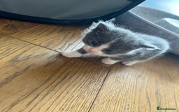Maine Coon cats for sale: Maine coon cross kittens  - Image 18