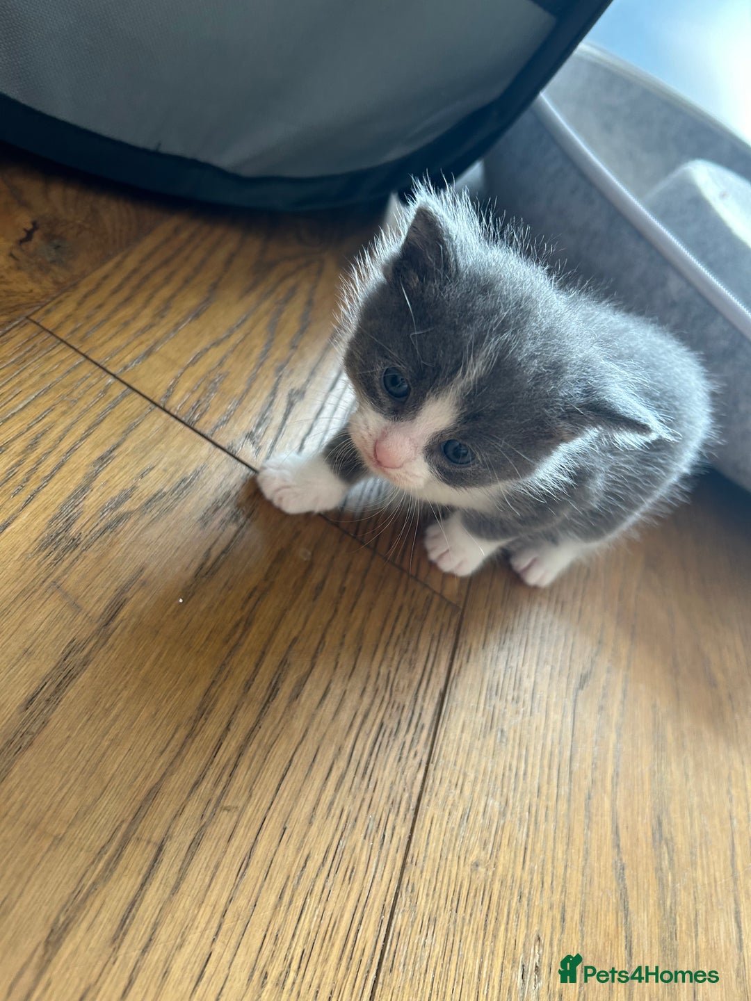 Maine Coon cats for sale: Maine coon cross kittens  - Image 18