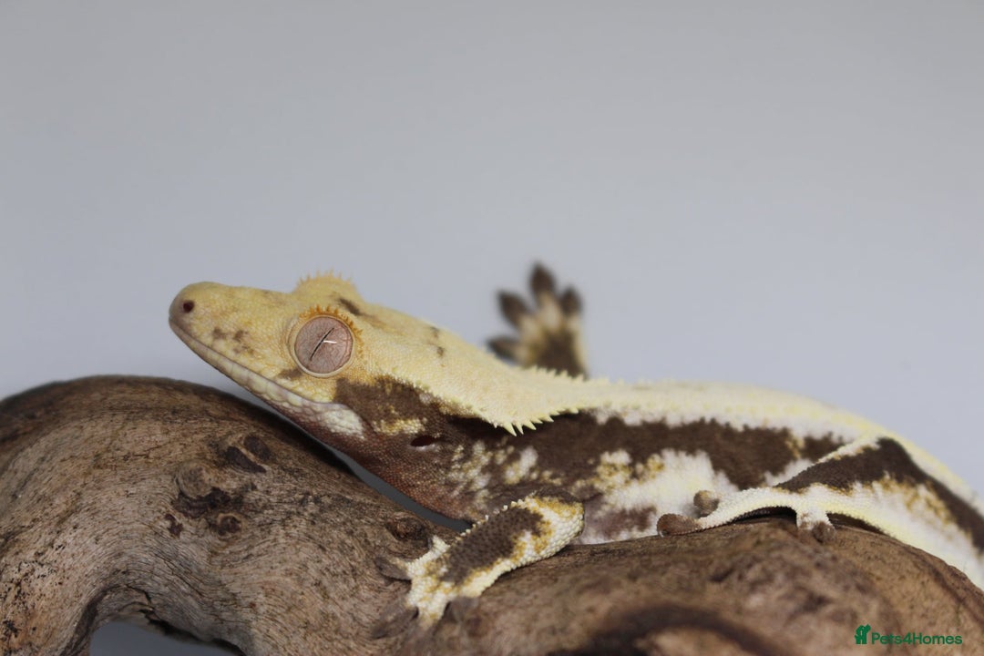 Gecko reptiles for sale: Male and female crested geckos  - Advert 13