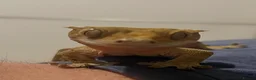 Gecko reptiles for sale: Crested Gecko in Pontypridd - Advert 3