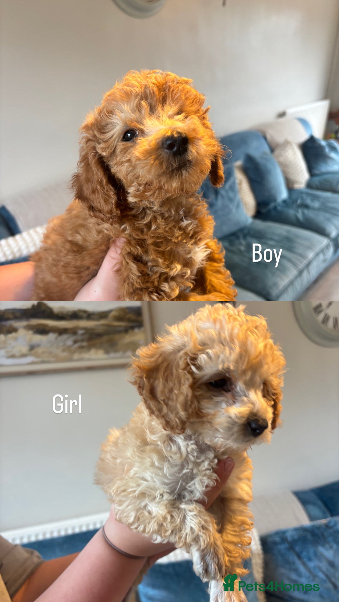 Toy Poodle dogs Beautiful Litter of Toy Poodle Pups  - Advert 5