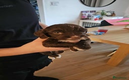 Mixed Breed dogs for sale: Sproodles  - Image 5