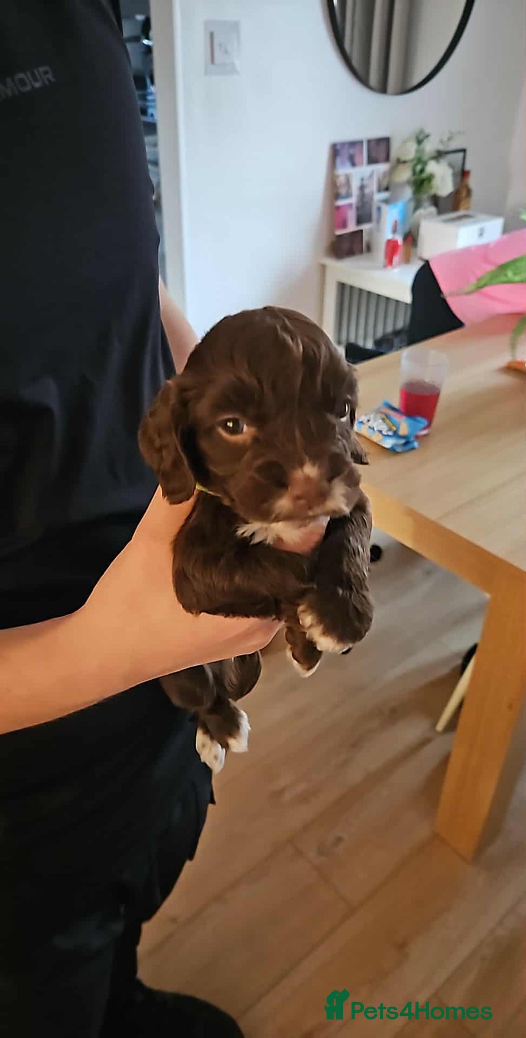 Mixed Breed dogs for sale: Sproodles  - Image 5