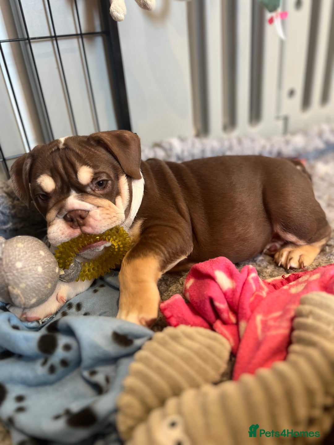 English Bulldog dogs for sale: One Beautiful Cuddly Girl Left 🏠💗 - Image 23