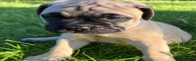 Bullmastiff 1