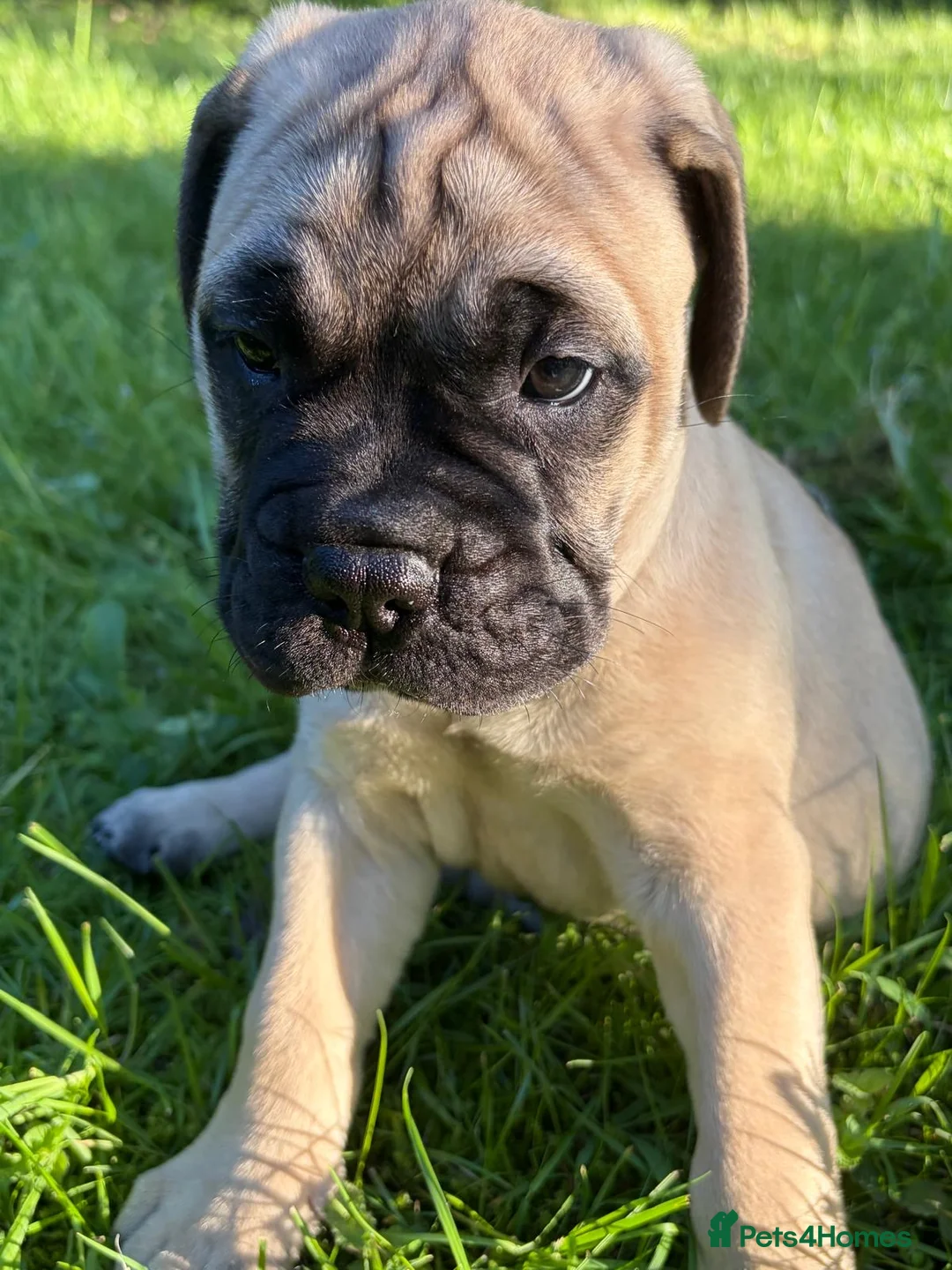 Bullmastiff dogs for sale: Top Quality KC Bullmastiff Bitch ready to go  - Advert 2