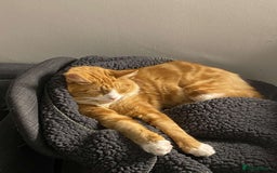 Mixed Breed cats for sale: Mix Maine Coon - Image 6