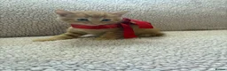 Mixed Breed cats for sale: Five Wonderful, Kichens, Very, Pretty Looking  - Advert 3