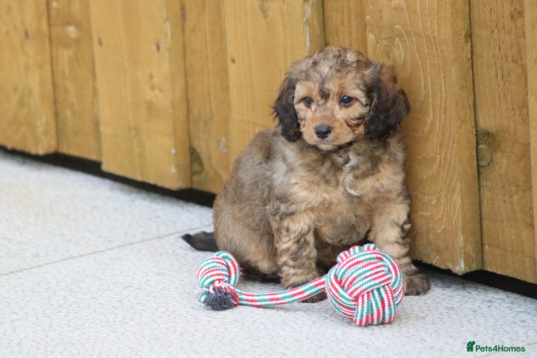 Cockapoo dogs for sale: Cockapoo puppies for sale!  - Advert 23