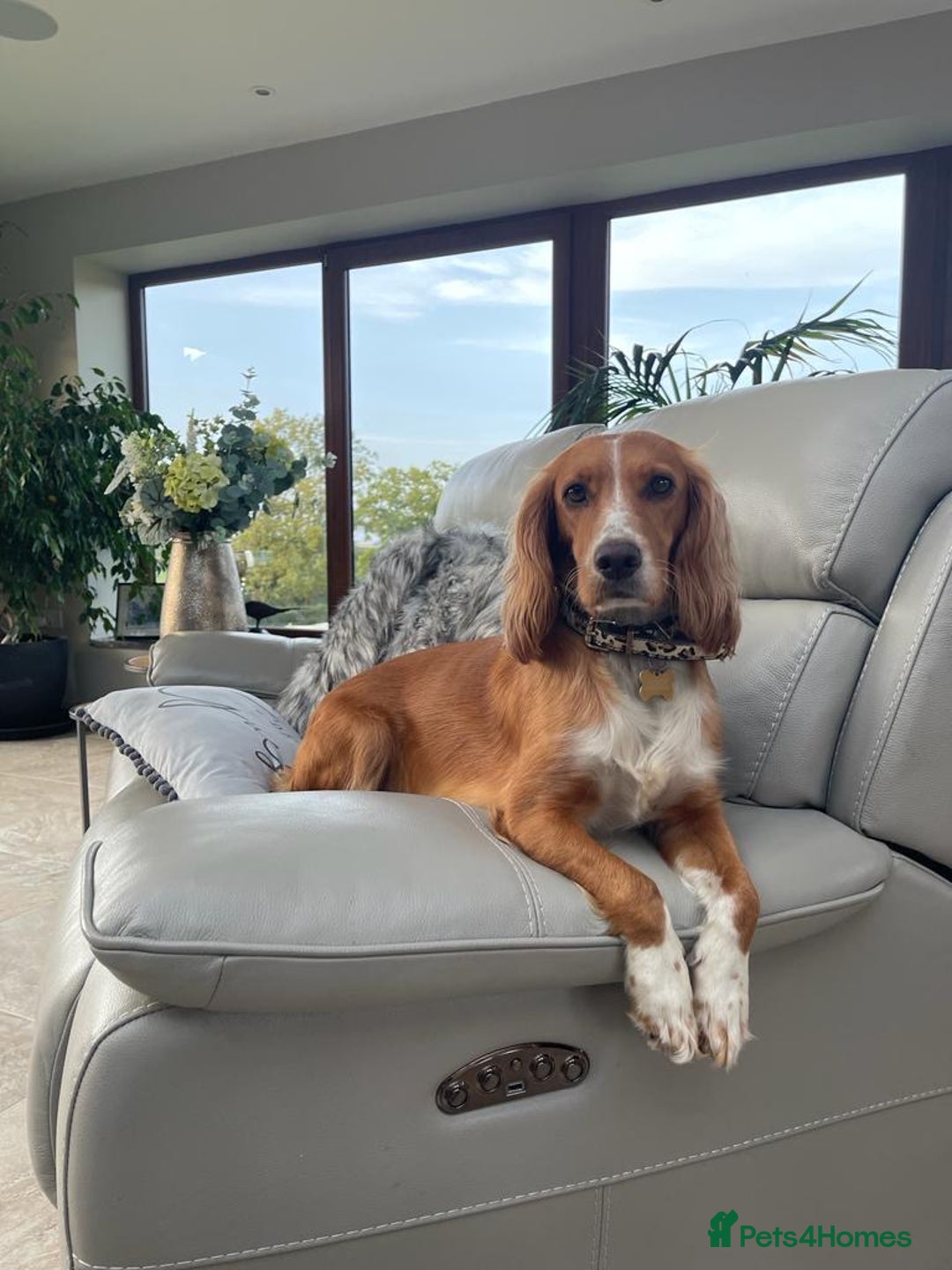 Cocker Spaniel dogs for sale: Stunning Working Cocker Spaniel Puppies - Image 13