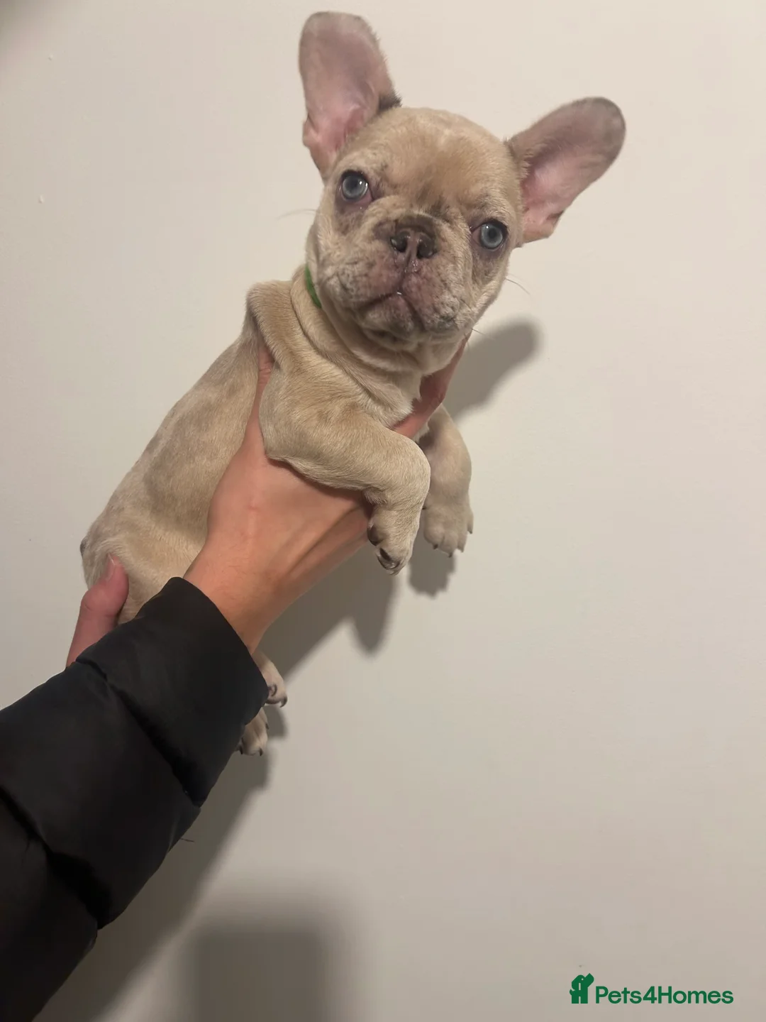 French Bulldog dogs for sale: French bulldogs  - Advert 13