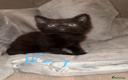 Mixed Breed cats for sale: Mixed breed kittens  - Image 3