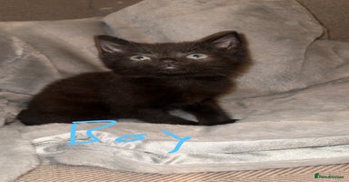 Mixed Breed cats - Advert 16