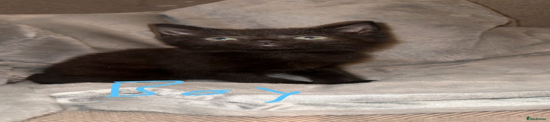 Mixed Breed Kitten 1