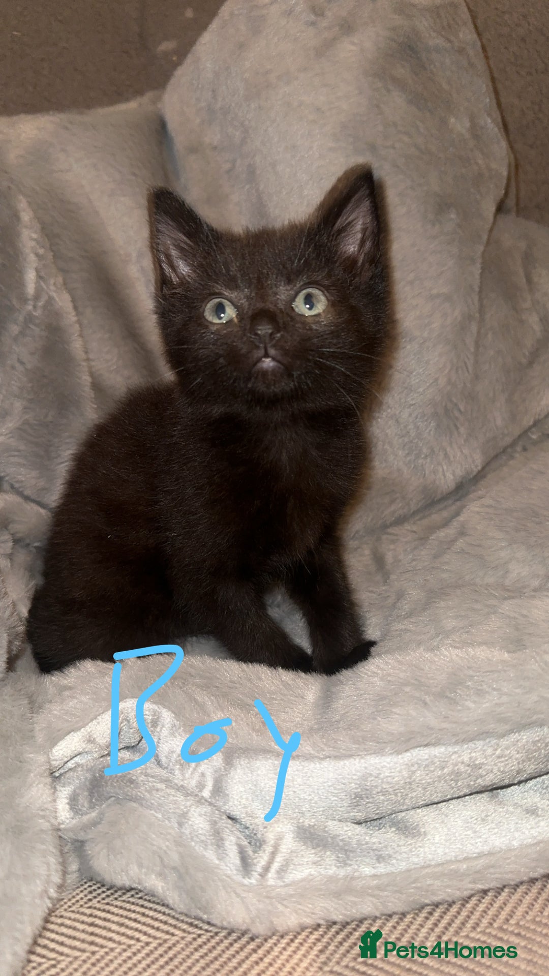 Mixed Breed cats for sale: Mixed breed kittens  - Image 3