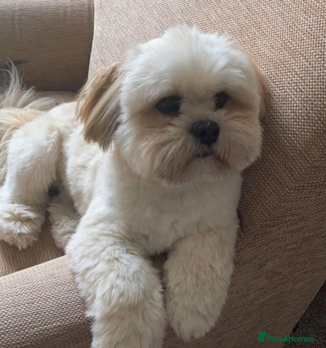 Lhasa Apso dogs for stud: Gorgeous proven pedigree Lhasa Apso for stud in Pontefract - Advert 4